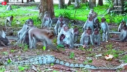 7 Brutal Moments Python Swallows Everything   Wild Animals