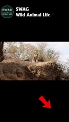 lion attack leopard part 4 #animal #shorts #shortvideo #animals