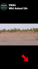 lion attack leopard part 3 #animal #shorts #shortvideo #animals