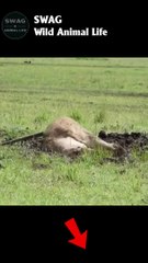 Lion Take Down Warthog #animal #shorts #shortvideo #animals