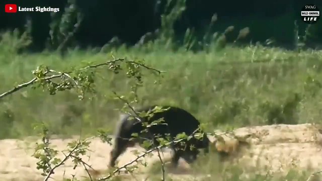 7 Moments Animals Accidentally Rescue Other Animals From Predators Wild Animal Life