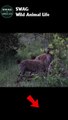 Hyena Eating Impala Alive #animal #shorts #shortvideo #animals