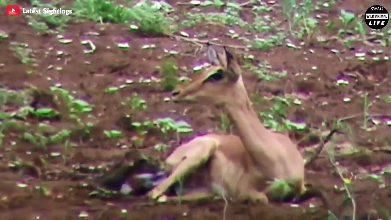 Its A Miserable Life When You Are An Impala In Africa   Wild Animal Life