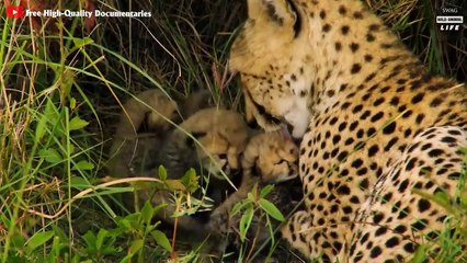 Cheetah Family Is Bullied By Hyena And The End For The Bad Guy   Wild Animal Life