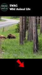 Viscious Grizzly Bear Attack Elk #animal #shorts #shortvideo #animals