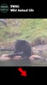 Grizzly Bear Drags Bull Elk to Shore #animal #shorts #shortvideo #animals