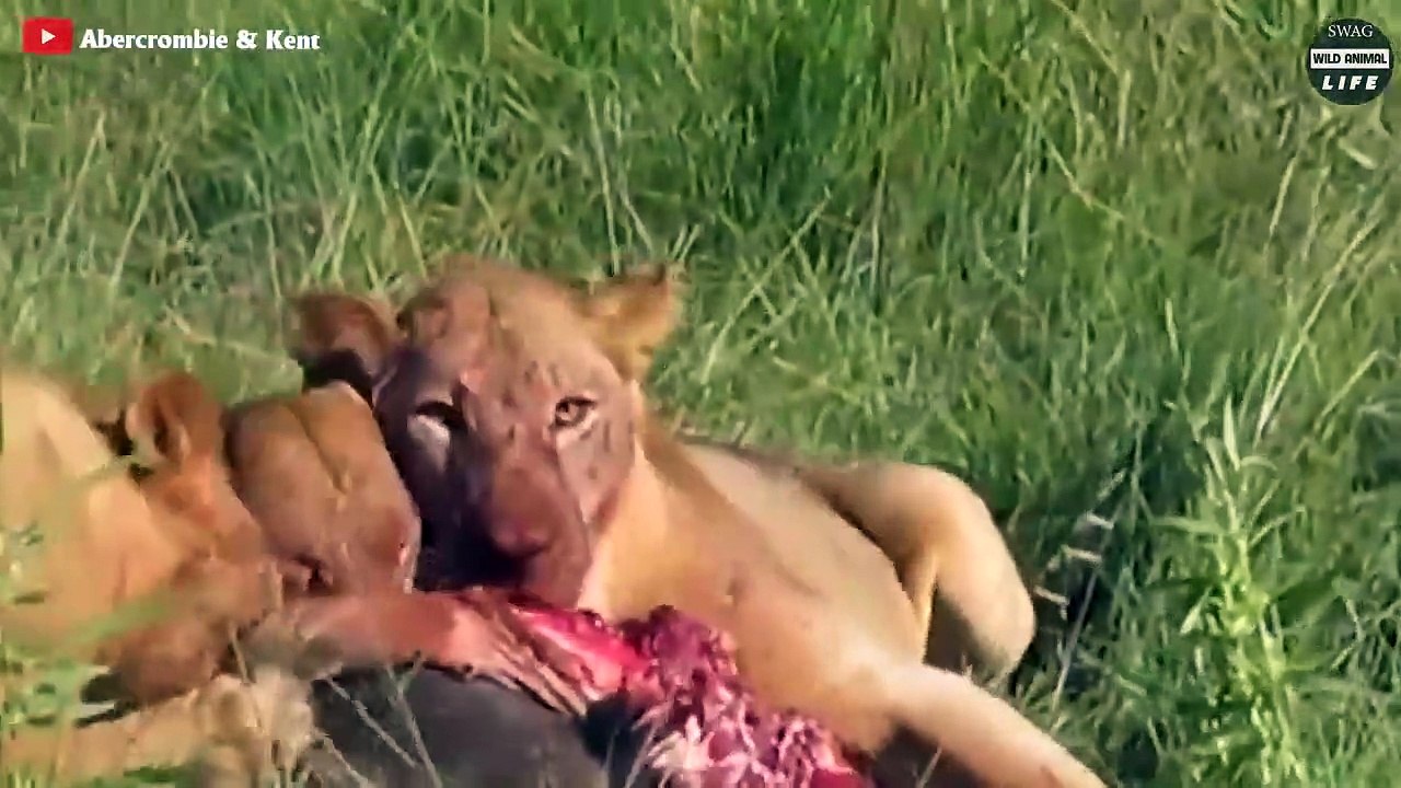 Who Gets The Bad Ending When Hyenas Encounter Lionesses    Wild Animal Life