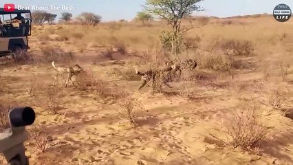 7 Moments Warthog Strikes Back At Predators   Wild Animal Life