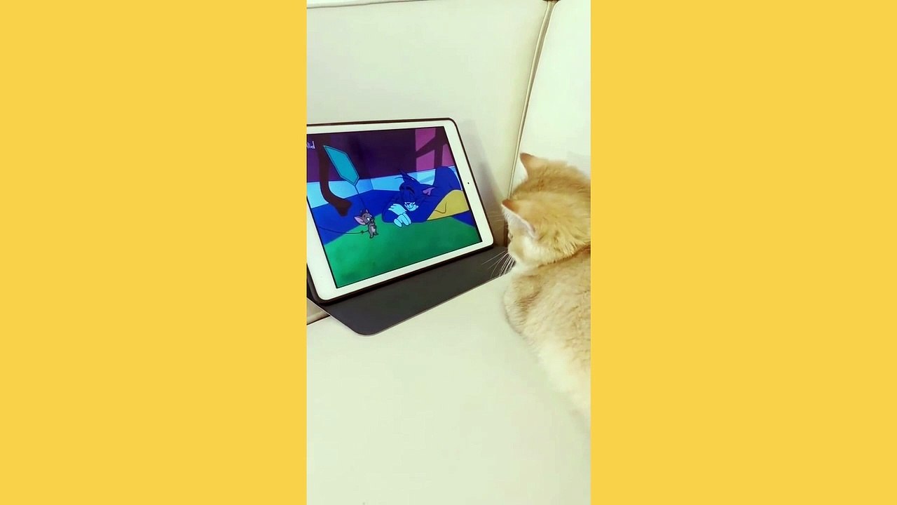 funny cat videos 7