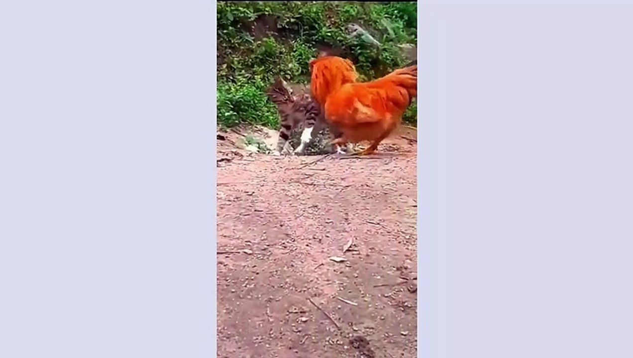 funny cat videos 8