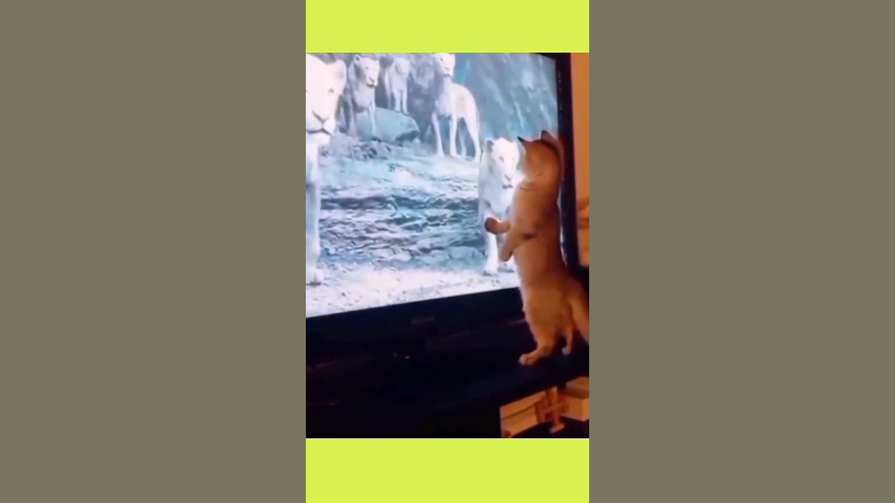 funny cat videos 13