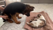 Puppy Meets Mom Cat with Newborn Kittens