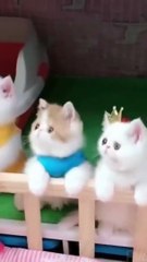 tingkah kucing lucu dan menggemaskan