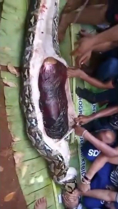 Missing Women found Inside Snakes belly-Indonesia, The most disturbing video