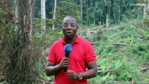 Exploração de madeira ameaça floresta de Cabinda