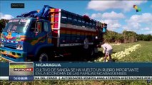 Nicaragua: El cultivo de la sandía se ha vuelto un rubro importante en la economía del país