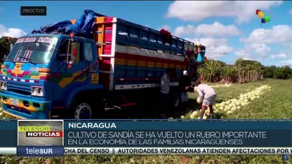 Nicaragua: El cultivo de la sandía se ha vuelto un rubro importante en la economía del país