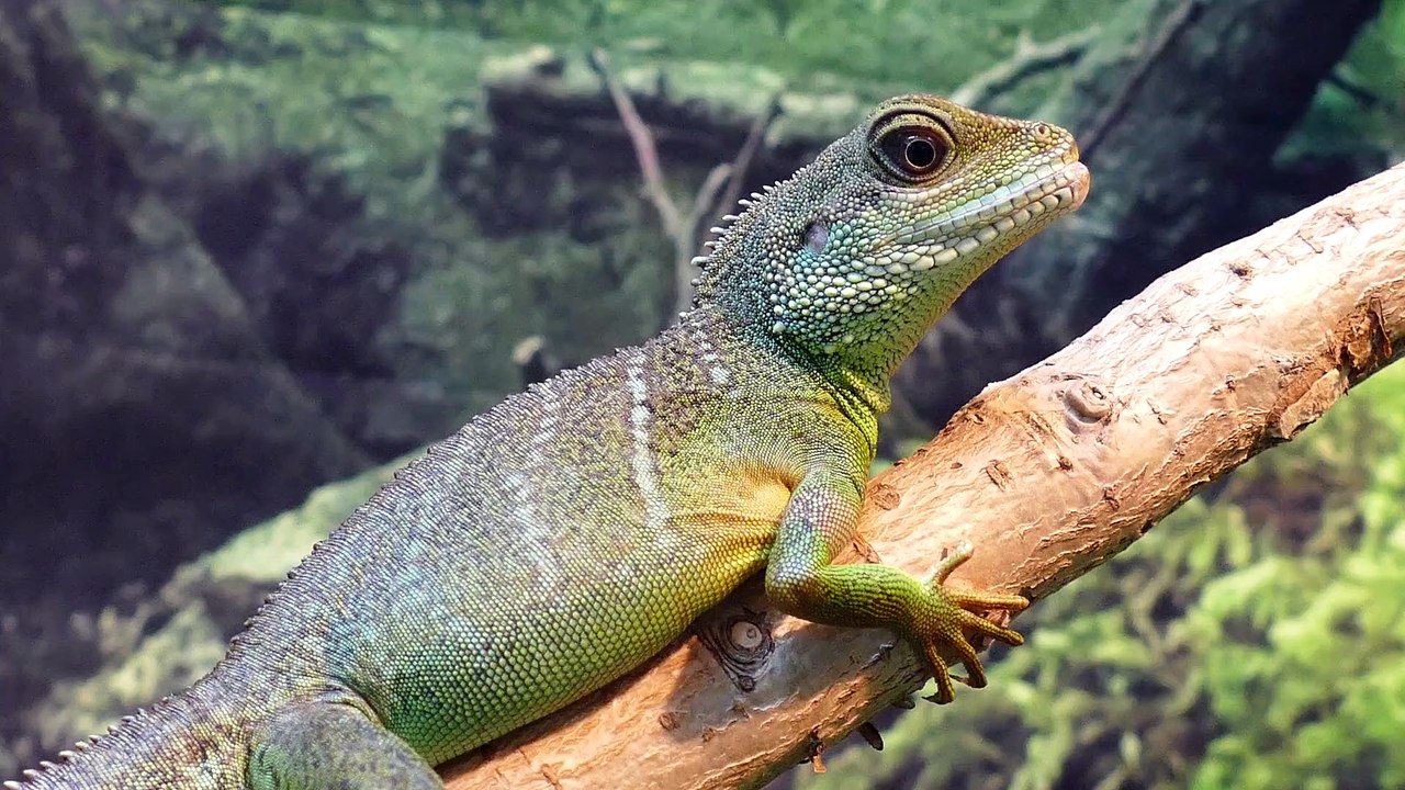 Iguana