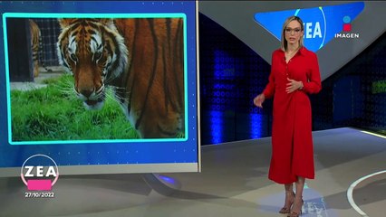 Black Jaguar-White Tiger: 11 felinos siguen en el albergue