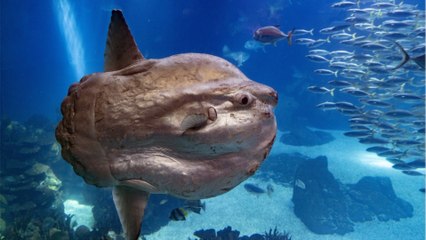 Massive bony fish declared largest in the world and weighs around 2700 kgs
