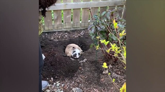 Tingkah lucu hewan peliharaan #008, kucing, anjing, dll