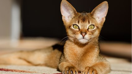 Cat breeds with insanely beautiful coats revealed