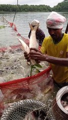 Fishing video // Fish Catching In Village Pond #shorts
