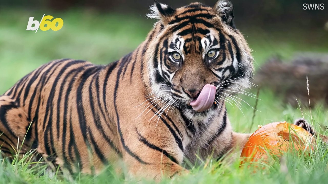 Treat Stuffed Pumpkins Delight Safari Dwellers