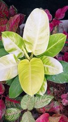 Smart ideas 2023 for growing flowers and plants Garden House