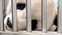 Taipei Zoo Panda Tuan Tuan Placed in Palliative Care - TaiwanPlus News