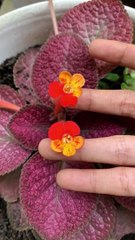 Smart ideas 2023 for growing flowers and plants Garden House