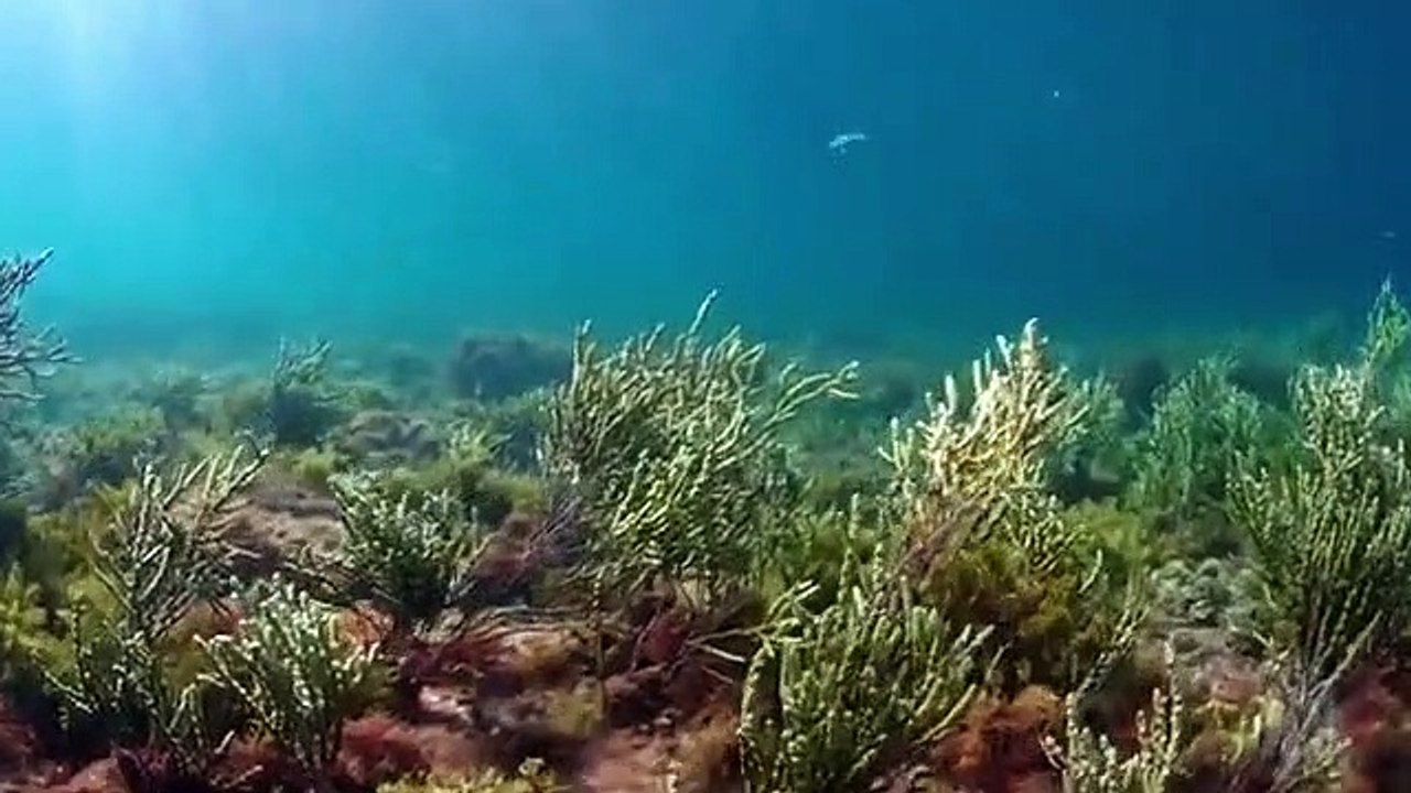 Magical Land of Oz - Se1 - Ep01 - Ocean HD Watch HD Deutsch