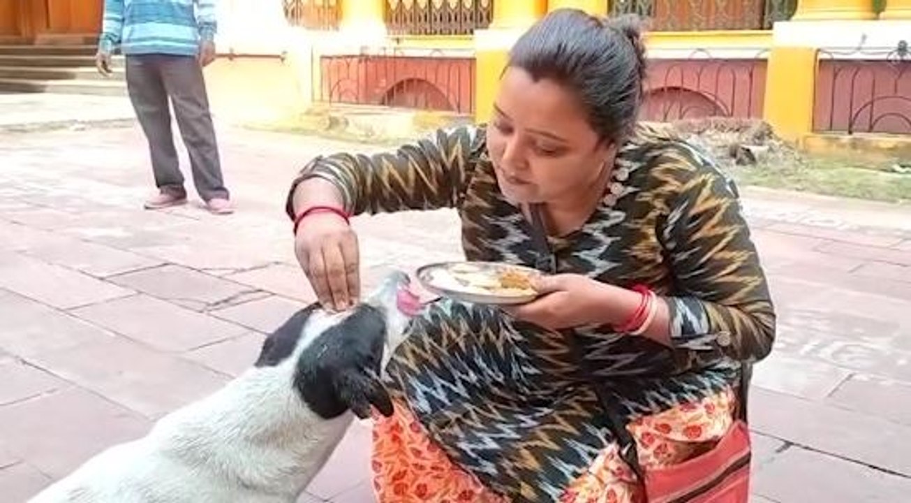 সারমেয়দের ভাইফোঁটা দিয়ে পশুপ্রেমের বার্তা চন্দননগরে |OneIndia bengali
