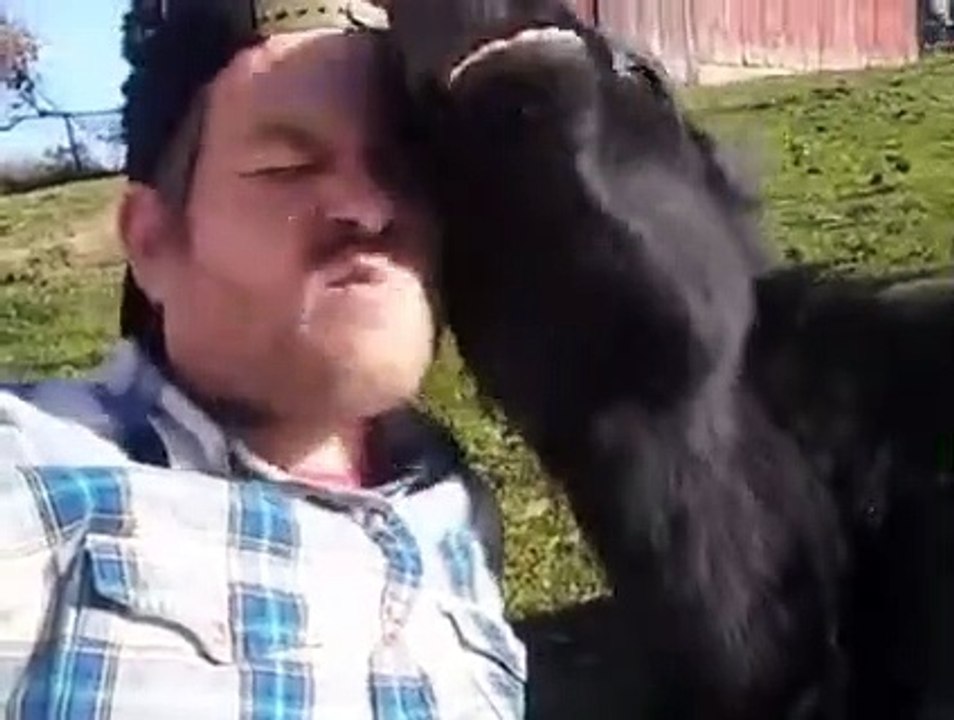 Funny animal