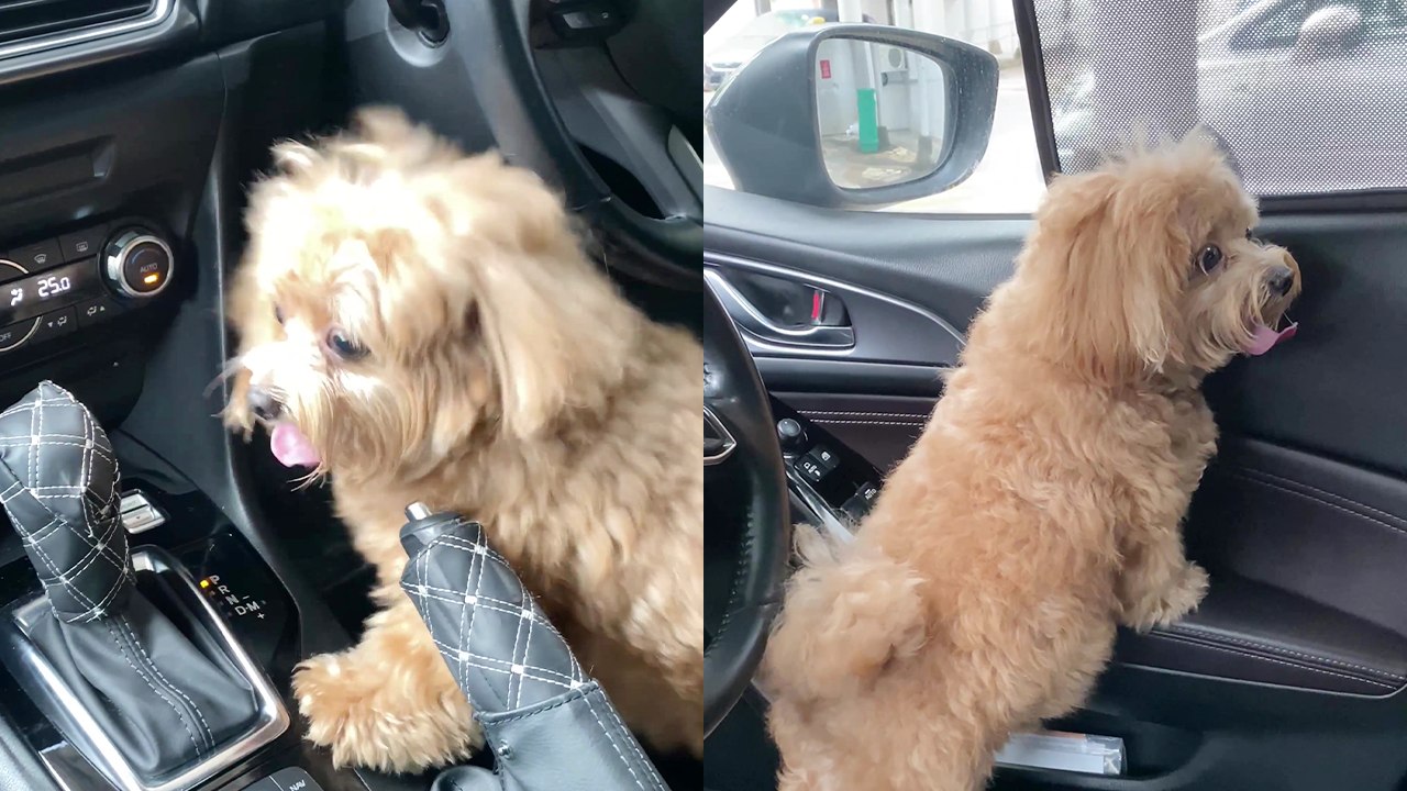 This adorable Maltipoo has famous for being SUPER