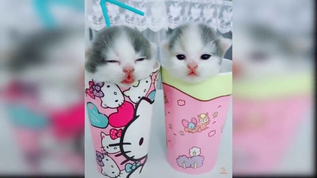 Baby Cats - Funny and Cute Cat Videos Compilation