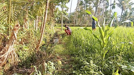 video lucu bikin ngakak ngerjain teman di sawah