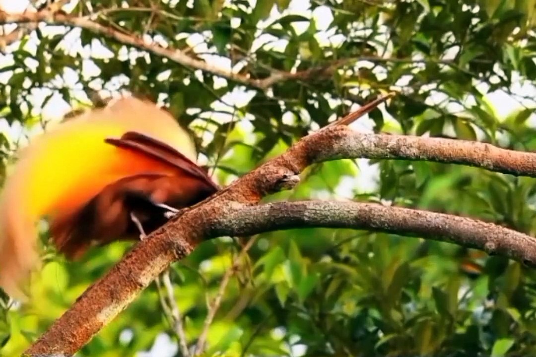 Burung cendrawasih sering di sebut burung dari surga