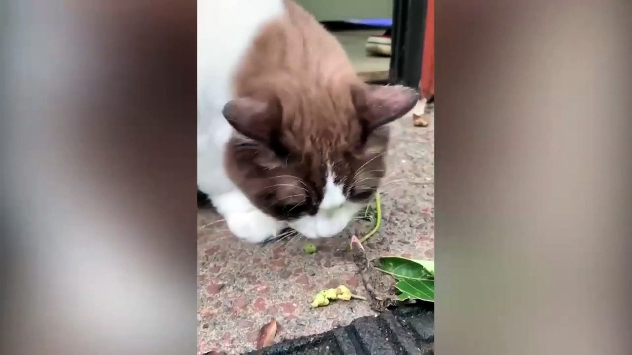 cat being funny 07