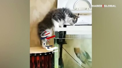 Akvaryuma bakmak isteyen kediye 'balıktan beklenmedik hareket'