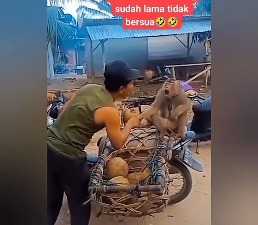 video lucu ngakak sampai lemes  video kocak war...