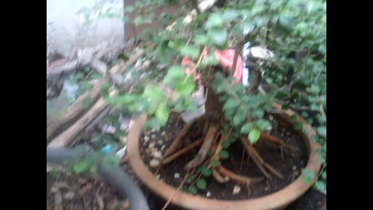 proses pembentukan bonsai