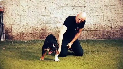 Dog - Impossible - Se1 - Ep04 - Brink of Disaster HD Watch HD Deutsch