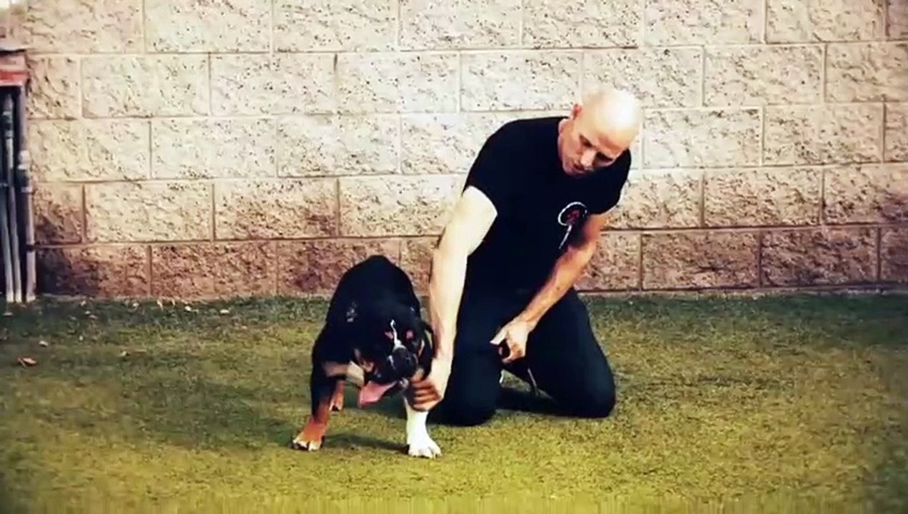 Dog - Impossible - Se1 - Ep04 - Brink of Disaster HD Watch HD Deutsch