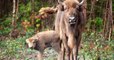 Royaume-Uni : pour la première fois depuis des millénaires, un bison est né à l'état sauvage