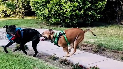 Dog - Impossible - Se1 - Ep03 - Dangerous Dynamics HD Watch HD Deutsch