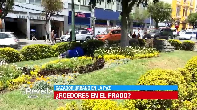 Ratones en El Prado de La Paz pone en alerta a los transeúntes y familias