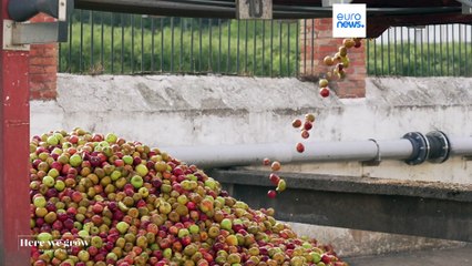 Астурийский сидр вместо вина: культ традиций и качества