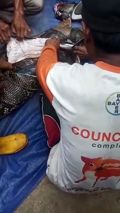 Huge Snake swallow an old woman in Indonesia 