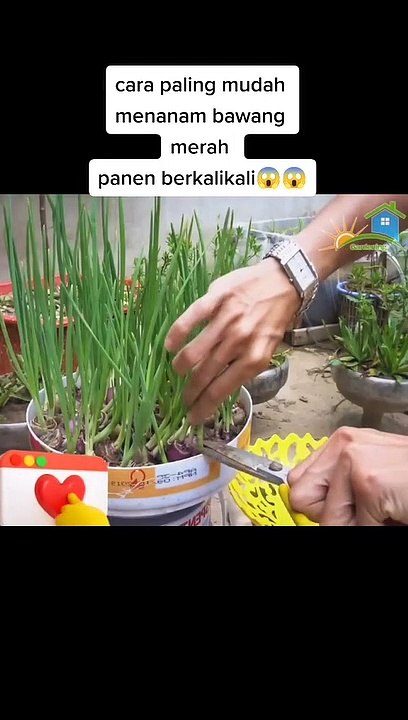 Bisa panen berkali-kali